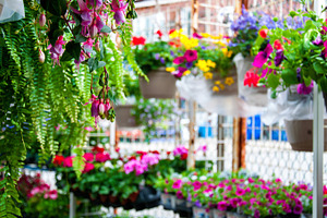 Flower market featuring market, decoration, and flowers