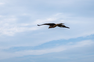 Black kite flying over Enoshima Island in Japan's summer sky, an Animal Photo by GoodGoods