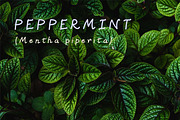 Valerie Handwritten Font, a Handwritten Font by Sense Library (Thumbnail 4 of 9)