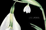 Watercolor Snowdrops, an Object Illustration by Olga Koelsch (Thumbnail 5 of 8)