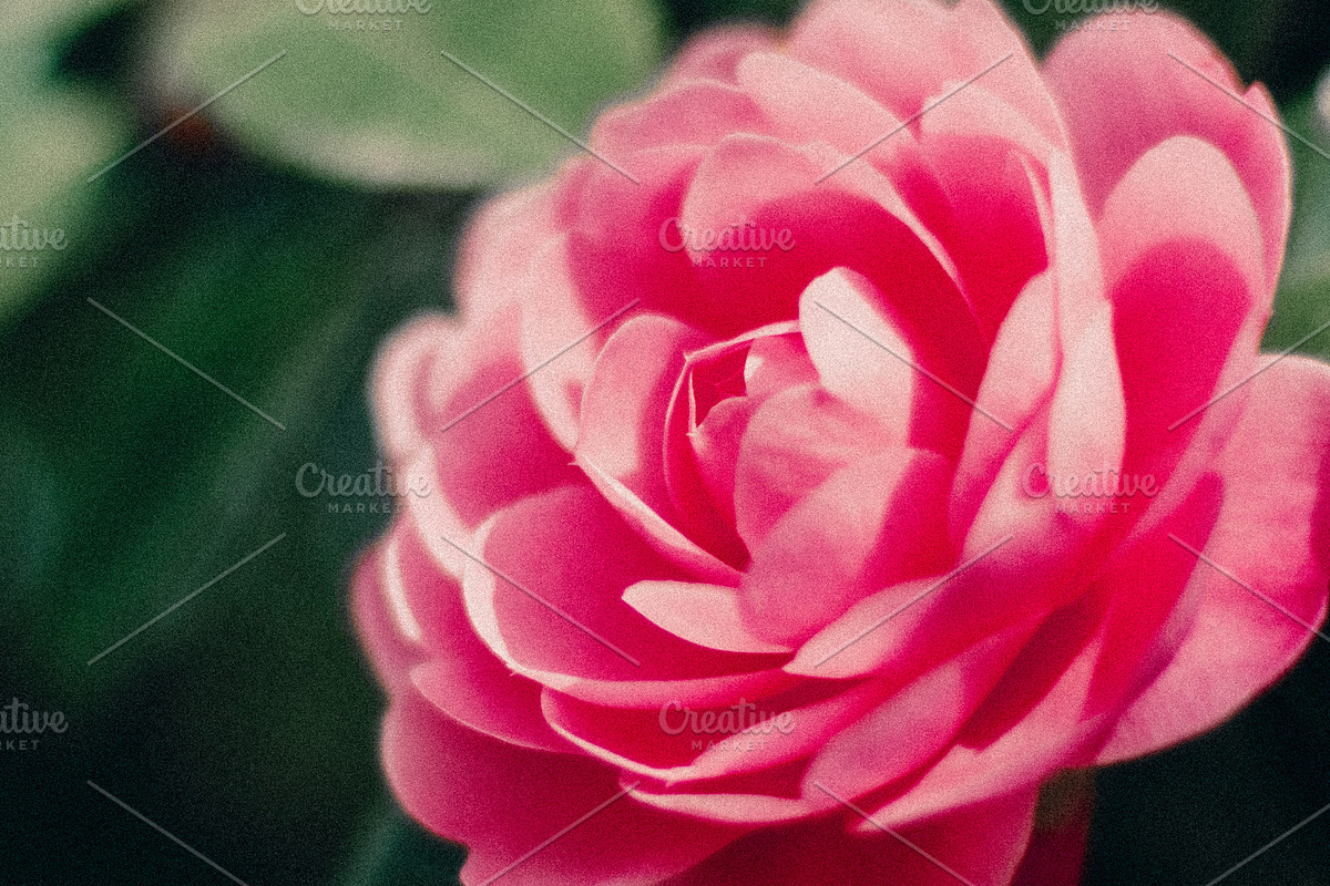 FlowerBloom - Fine Art Photography, a Photo by Marie Dumora (Photo 1 of 4)