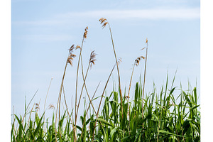 Tall reeds and green grasses sway, a Nature Photo by Backyard Stock