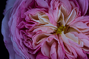 My Constance Rose, a Nature Photo by M.Pellot Photography (Thumbnail 1 of 2)