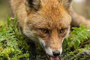 Wild Red Fox Drinking Fresh Water, an Animal Photo by Virgo Studio