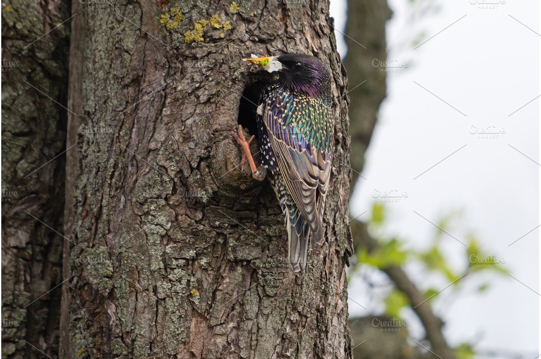 starling with a flower in its beak, an Animal Photo by Pakosta