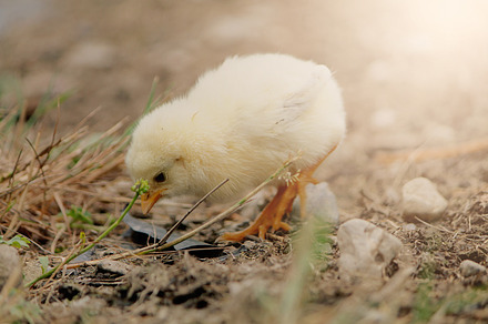 Baby Yellow Chick