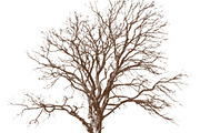 100 Tree Brush Stamps Photoshop, a Brush Add-On by Chipshpow Graphics (Thumbnail 4 of 8)