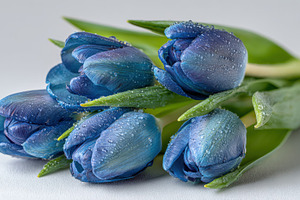 Beautiful blue tulips with droplets, a Photo by Beautiful things