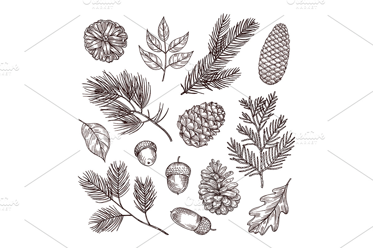 Sketch fir branches. Acorns and pine, a Background Graphic by Valerie Bodnar