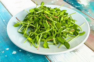 Fresh green sunflower microgreens on a blue plate. Healthy sprout plant ingredi, a Food & Drink Photo by Eugene_Photo
