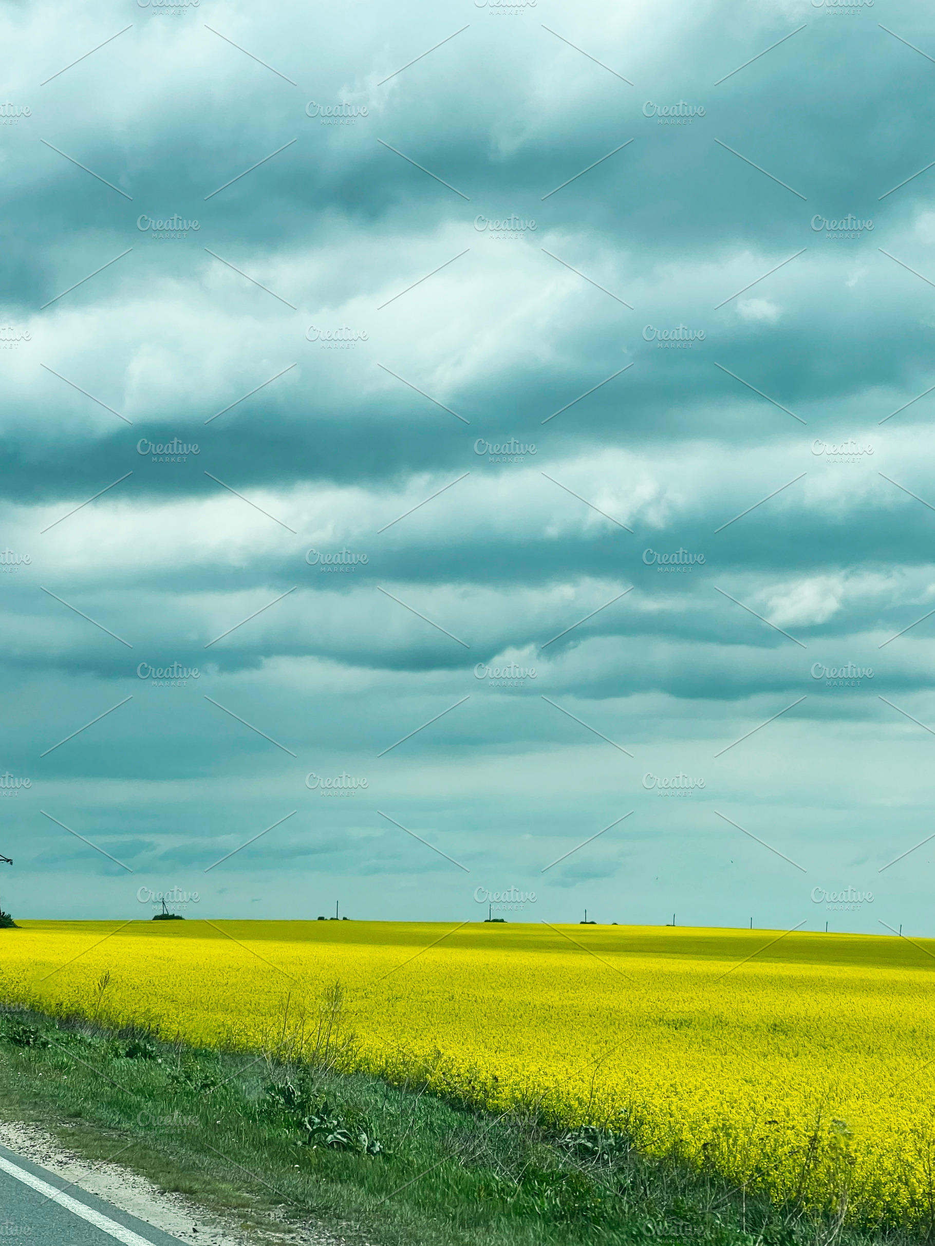 Golden canola field under a dramatic cloudy sky beside a rural road, a Photo by AS photostudio