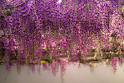 Purple Wisteria Flower Photo Bundle, a Nature Photo by Silent Nature (Thumbnail 6 of 6)
