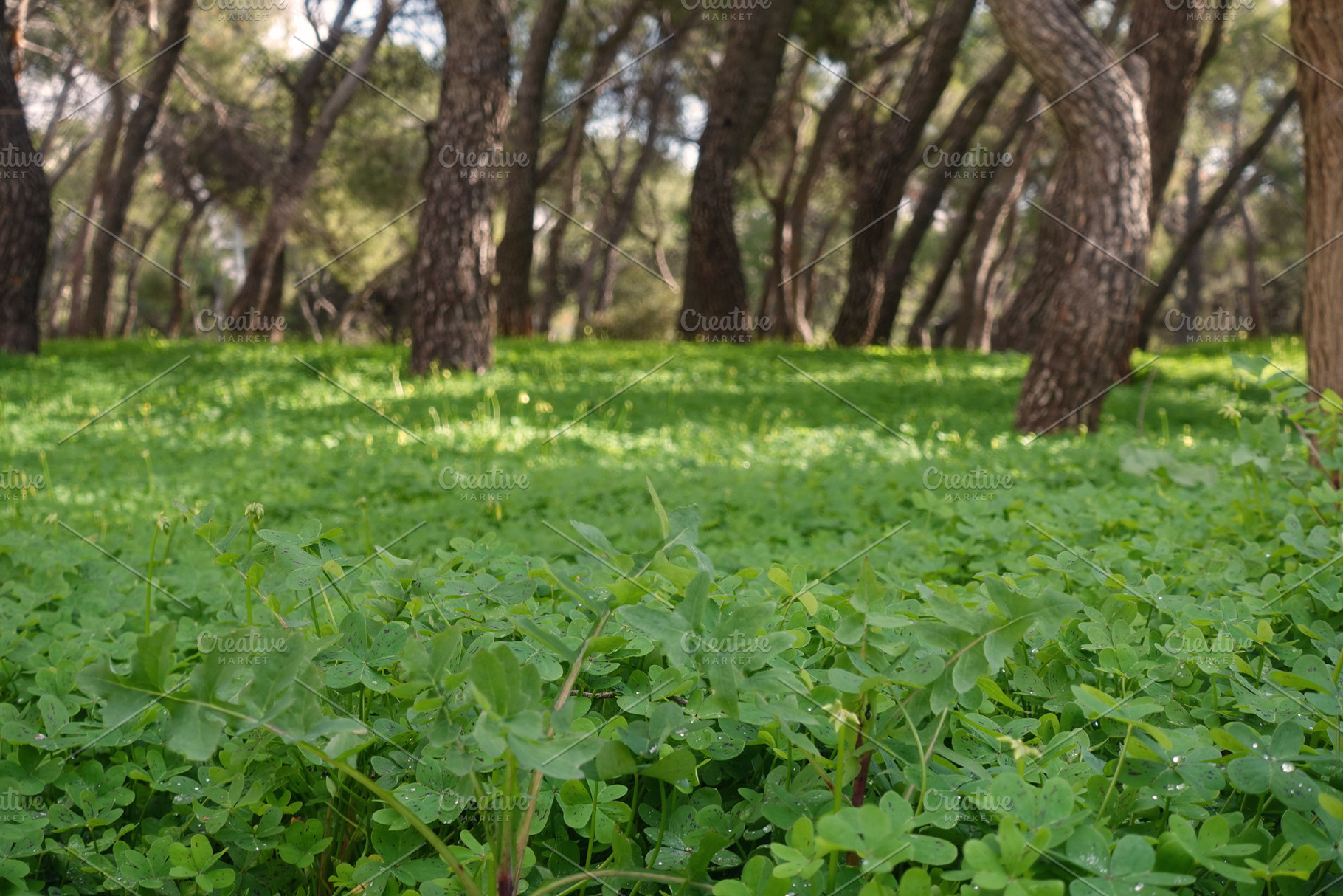 fresh green grass and clover plants, a Nature Photo by sirylok