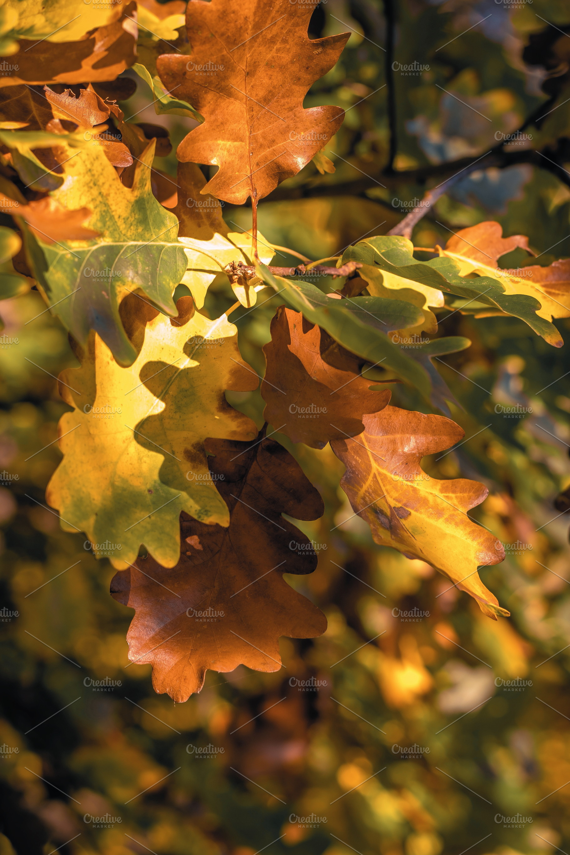 Leaf #5, an Industrial Photo by jakub_kopecky