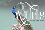 Air Leving, a Serif Font by Bramcreative (Thumbnail 9 of 10)