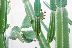Flowering cactus stock photo containing cactus and cacti