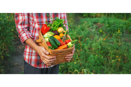 A man farmer holds a harvest of, a Food & Drink Photo by yanadjana