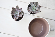 Purple Succulents & Neutrals, a Cups & Container Mockup by Greenleaf Images (Thumbnail 2 of 6)