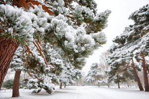 Snow-covered pine branches in winter landscape, a Nature Photo by AlyaAnd
