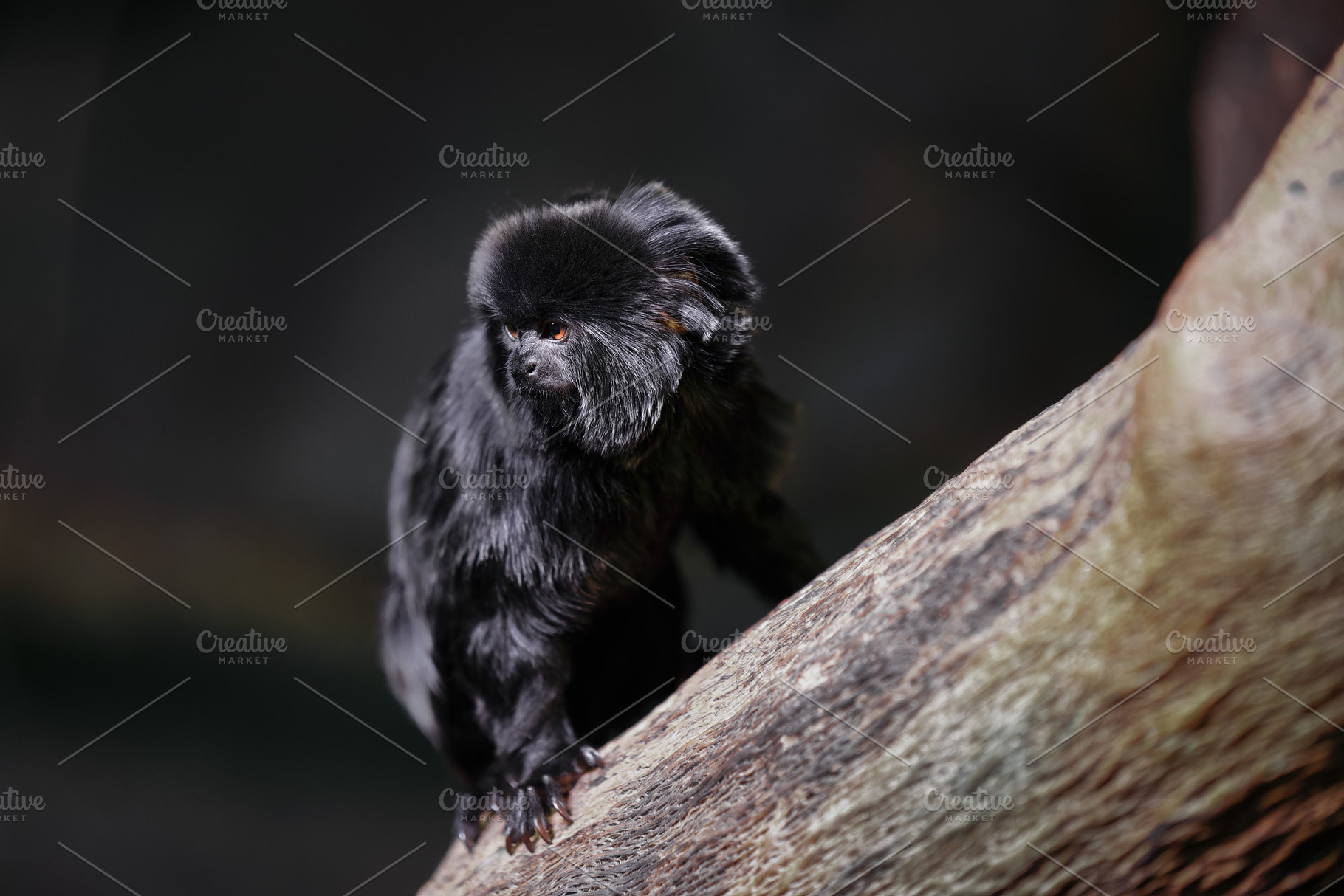 Black tamarin on a log with a dark b, an Animal Photo by Perpis