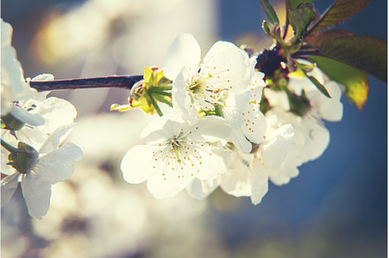 Flowering tree branches in spring, a Nature Photo by yanadjana