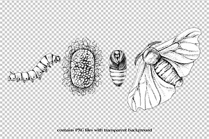 Silk Moth Metamorphosis