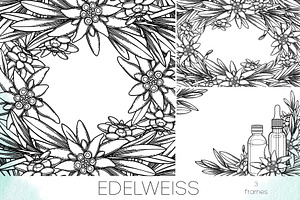 Edelweiss - Vector Graphics