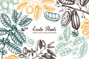 Exotic plant and fruit sketches set, a Food Illustration by Yevheniia (Thumbnail 1 of 11)