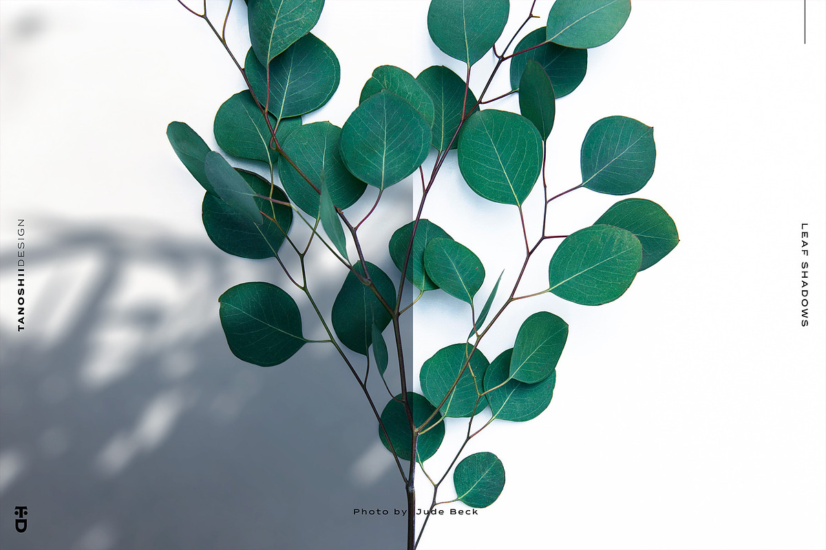 Leaf Shadows, a Templates & Theme by TANOSHII DESIGN (Photo 5 of 10)