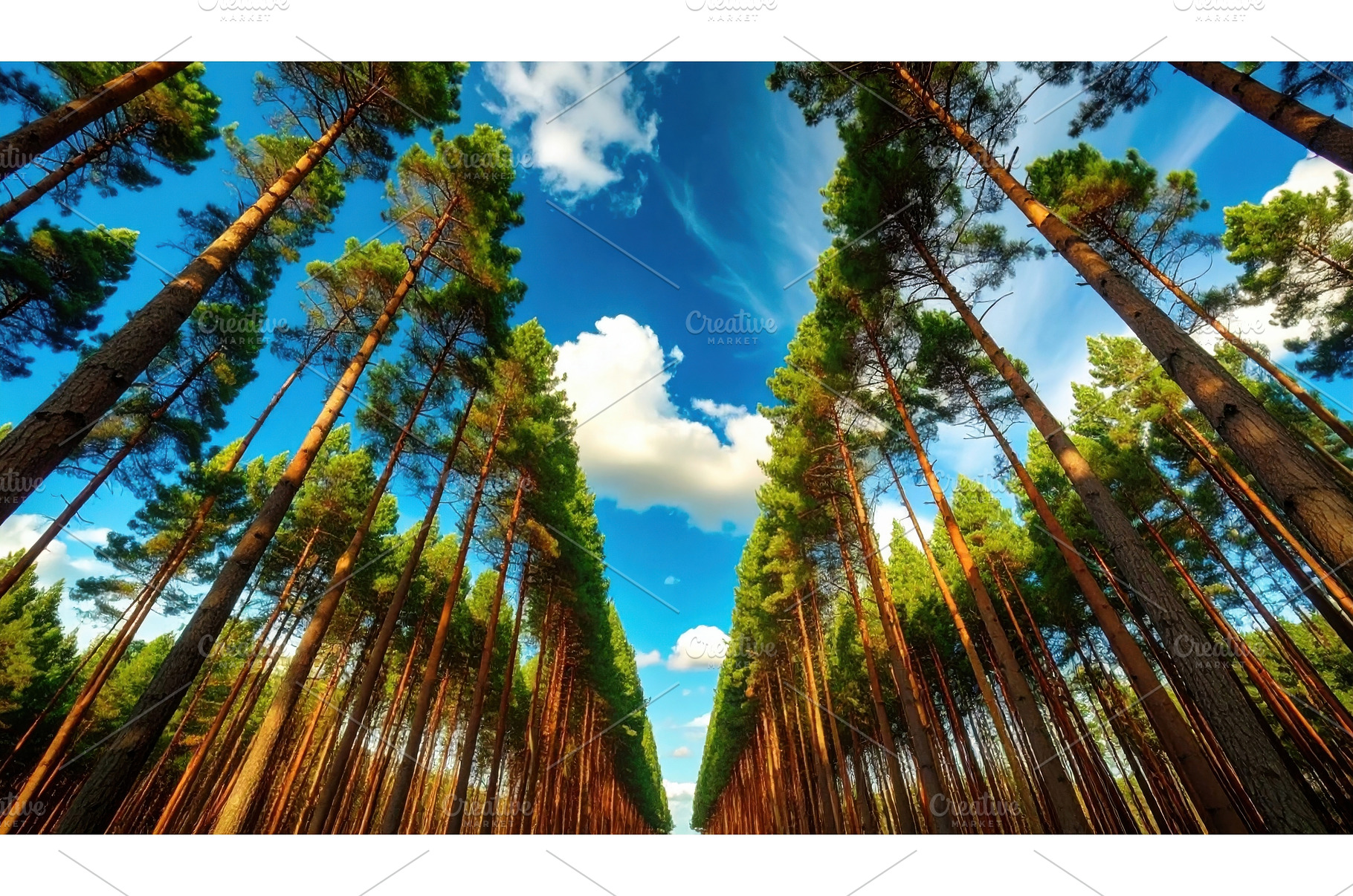 Low angle perspective of tall pine, a Nature Photo by Igor Tichonow
