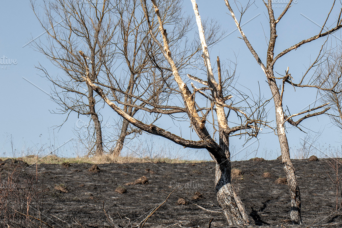 The scorched earth, a Nature Photo by Schreibikus (Photo 3 of 3)