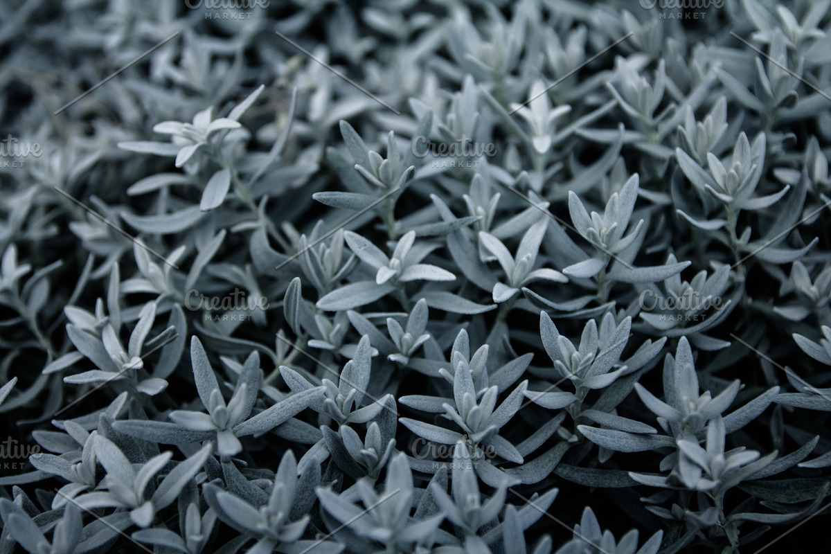Silver Succulents Photo Pack, a Templates & Theme by c l a r a X Y (Photo 4 of 5)