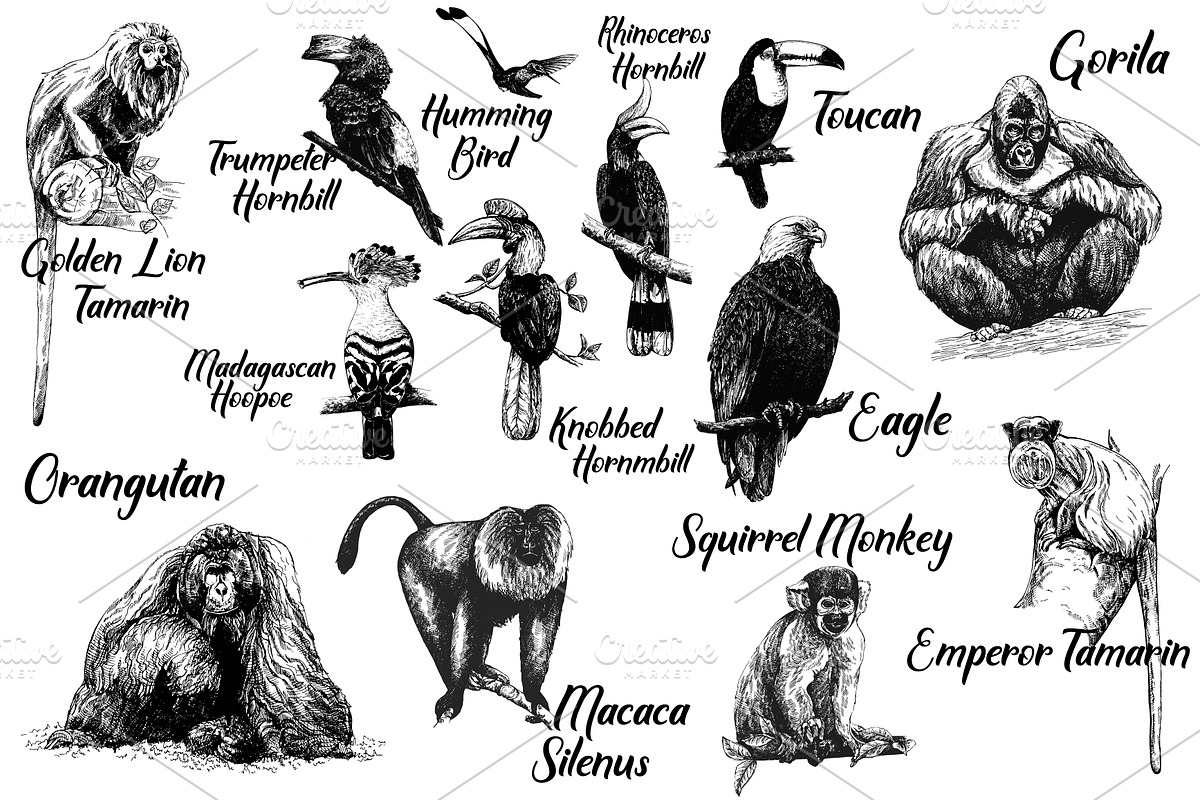 Birds & Primates, an Animal Illustration by Ecaterina Sciuchina