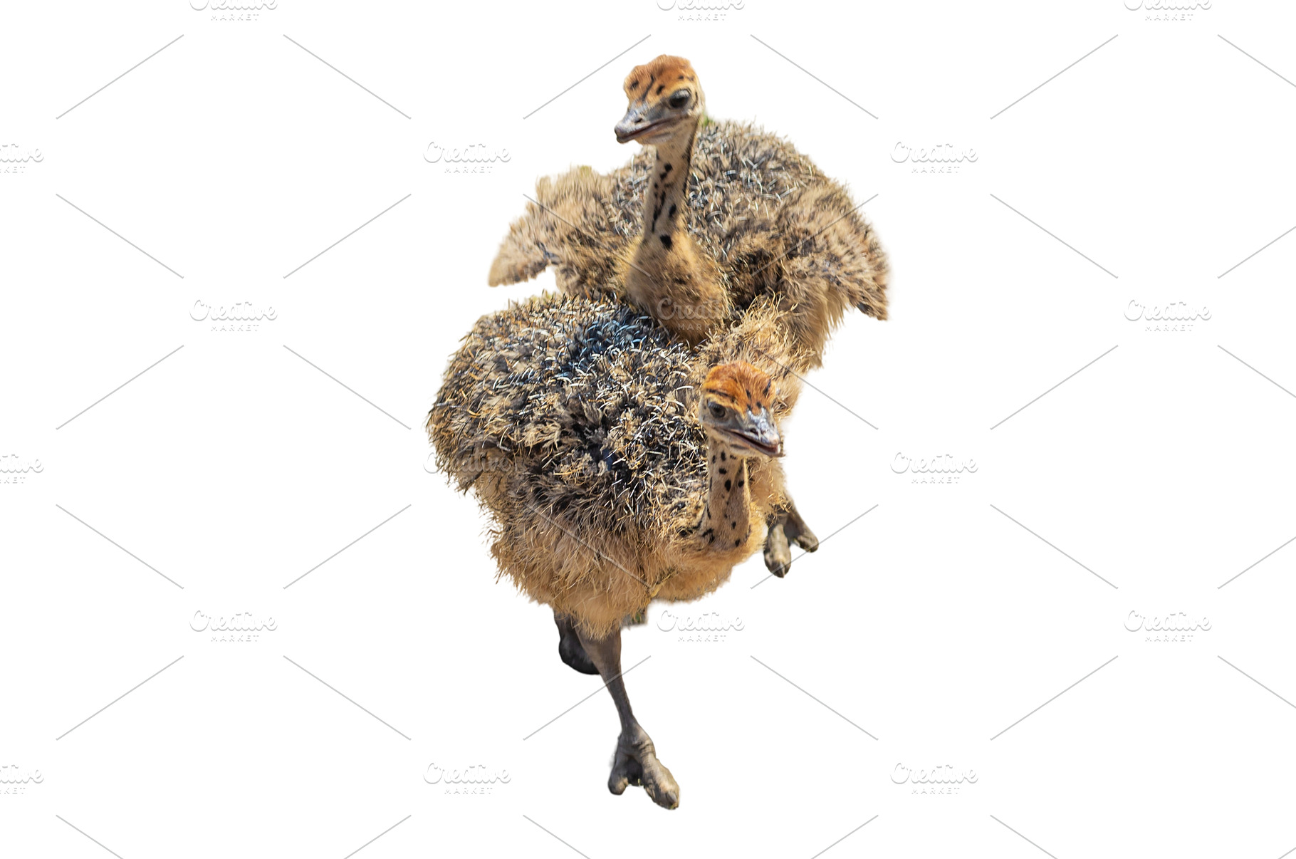 Ostrich babies on a farm. Selective, an Animal Photo by yanadjana