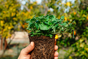 closeup of a man holding an oregano plant, a Photo by Nito