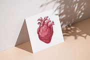 Realistic heart, real human organ, a Healthcare Illustration by Good Studio (Thumbnail 6 of 6)
