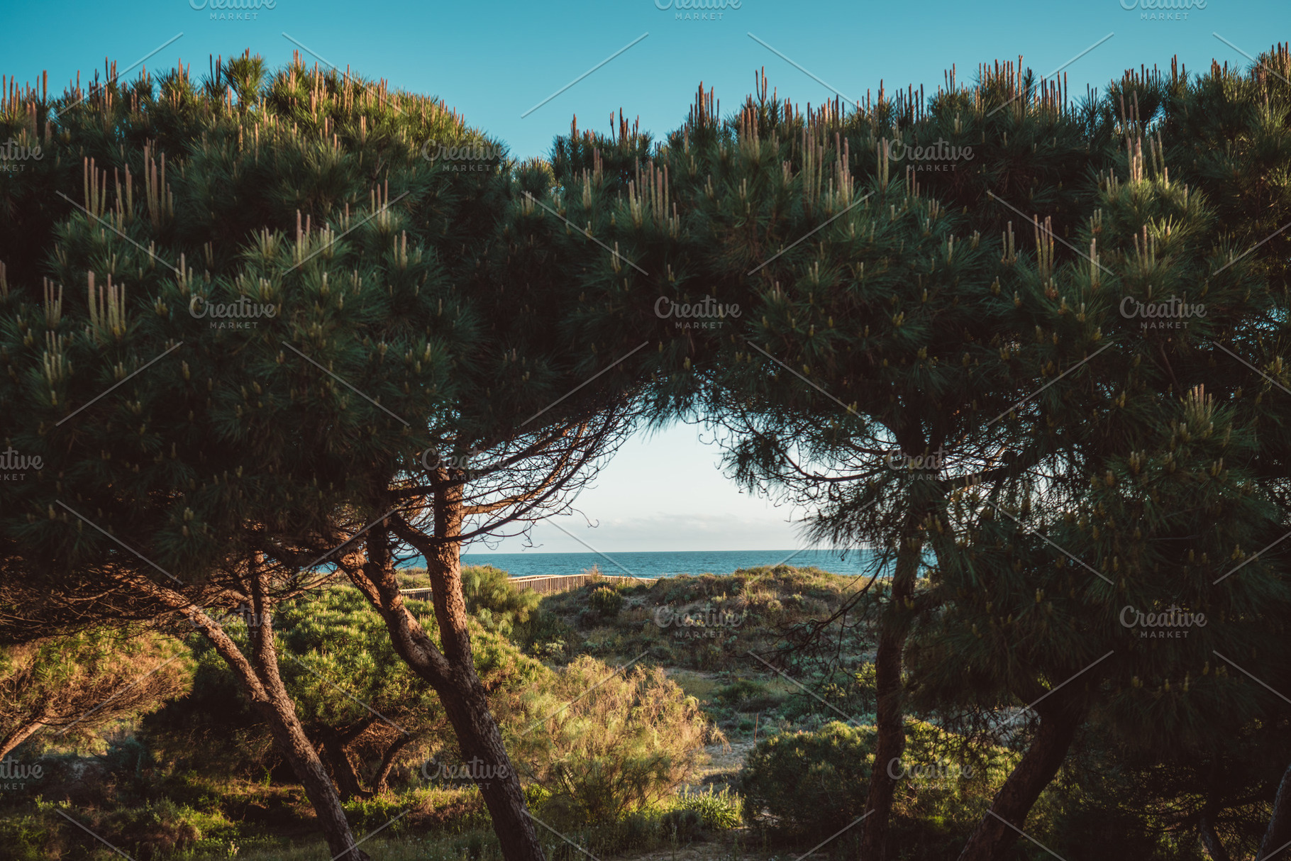 Sea view framed by pine trees, a Nature Photo by SkyNext