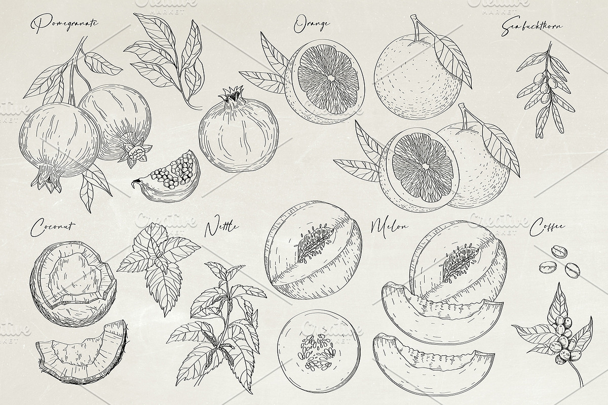 Herbs & Fruits hand drawn collection, an Object Illustration by Garden in frame (Photo 6 of 9)