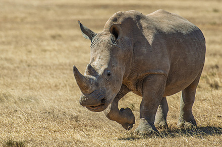 African white rhino, National park of Kenya, Africa, an Animal Photo by Byrdyak