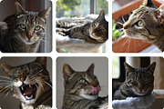 6 Image Bundle: Adult Tabby Cat, an Animal Photo by Happiestscone Photography (Thumbnail 2 of 2)