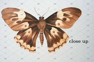 Watercolor Moth Clipart Set, 35 PNG