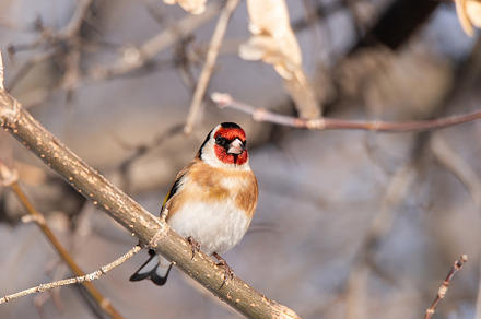 Goldfinch, Carduelis carduelis, perc, an Animal Photo by AlexBush