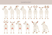 Saanen Goat, an Animal Illustration by pet design shop (Thumbnail 3 of 5)
