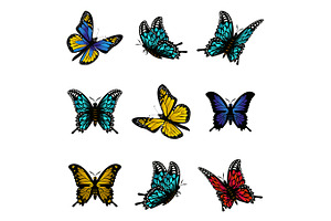 Butterfly Of Colorful Icon Set Vector Illustration.