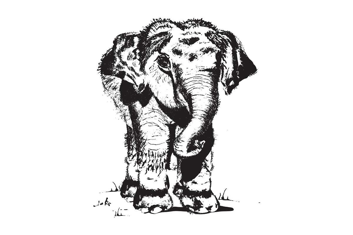 Elephant Hand Drawn Illustration, an Animal Illustration by cvcreative (Photo 2 of 3)