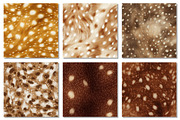 Deer Hide Digital Papers Fawn Fur, a Texture Graphic by Dream Creation (Thumbnail 6 of 7)