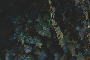 Ivy on the wall stock photo containing ivy and background