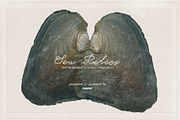 Sea Relics: Objects & Backgrounds, an Object Graphic by Purple (Thumbnail 13 of 14)