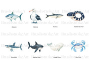 Sea Animals Clipart, Clown Fish PNG, an Animal Illustration by BrushstrokeArtGB (Thumbnail 2 of 9)