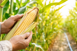 Corn harvest in summer agricultural, a Photo by Dvoevnore photos